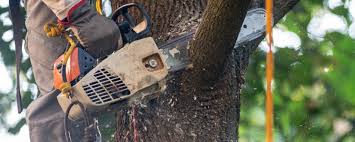 How Our Tree Care Process Works  in  Hudson, NY