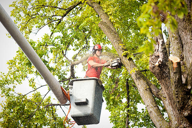 Mulching Services in Hudson, NY